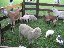 Animal Farm