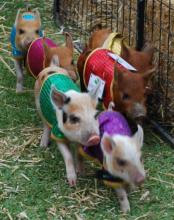 Racing Pigs