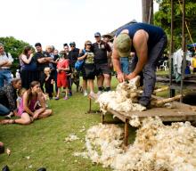 Sheep Shearing