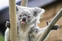 Koalas