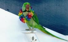 Parrot
