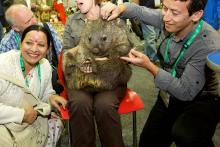 Wombat