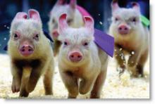 Pig Races