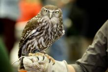 Barking Owl