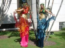 Stilts - Nymphs