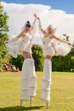 stilts - swans