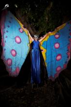 Stilt - blue butterfly