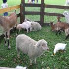 Animal Farm