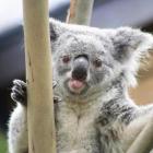 Koalas