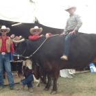 Monty the Bullock