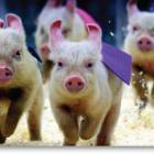 Pig Races