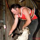 Sheep Shearing